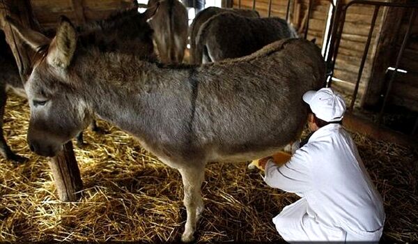 پرورش الاغ در ایران اقتصادی است