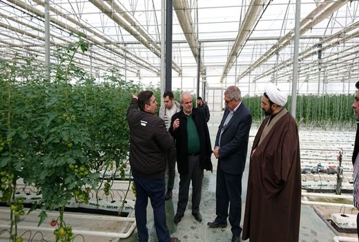 آغاز کشت آزمایشی گلخانه مدرن هشت هکتاری در بهارستان