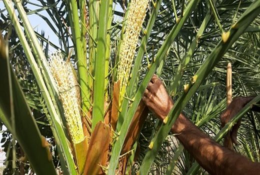 گرده افشانی نخیلات در قیروکارزین ادامه دارد