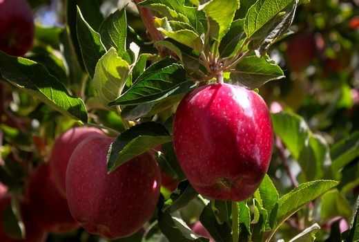 آبیاری و بارندگی سبب مرغوب‌تر شدن سیب سمیرم شد