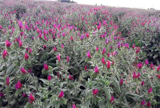 30 هکتار از راراضی کشاورزی شهرستان آبیک به کشت گیاهان دارویی اختصاص دارد