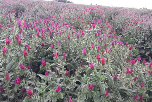 30 هکتار از راراضی کشاورزی شهرستان آبیک به کشت گیاهان دارویی اختصاص دارد