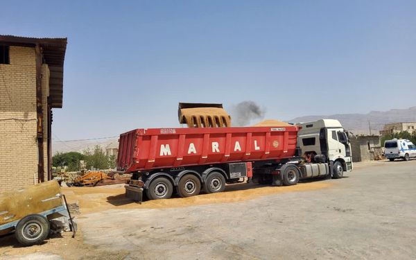 خرید  ۱۴هزار تن گندم توسط تعاون روستایی استان بوشهر