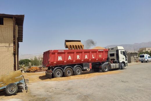 خرید  ۱۴هزار تن گندم توسط تعاون روستایی استان بوشهر
