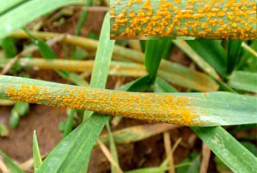 آفت زنگ زرد به مزراع گندم سیستان نفوذ کرد