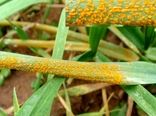 آفت زنگ زرد به مزراع گندم سیستان نفوذ کرد