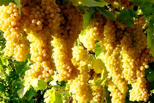 برداشت بیش از 253 هزار تن انگور از باغات آذربایجان غربی