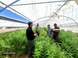 پیگیری میدانی برای تکمیل زنجیره ارزش کشاورزی داراب