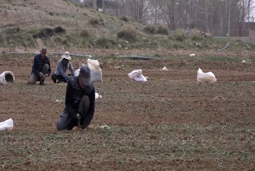 نگرانی پیازکاران فریدنی از کمبود نیروی کار در فصل کشت