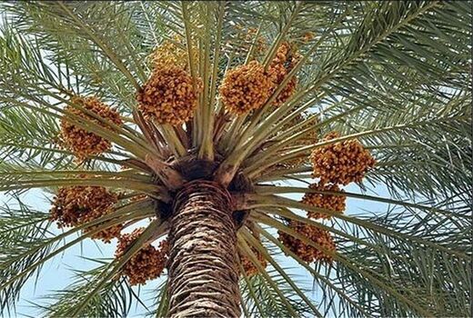 افزایش دانش فنی بهره‌برداران یکی از اهداف جشنواره خرما