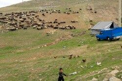 ۹۹ کانون استقرار عشایر کوچرو در ایلام وجود دارد