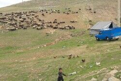 ۹۹ کانون استقرار عشایر کوچرو در ایلام وجود دارد