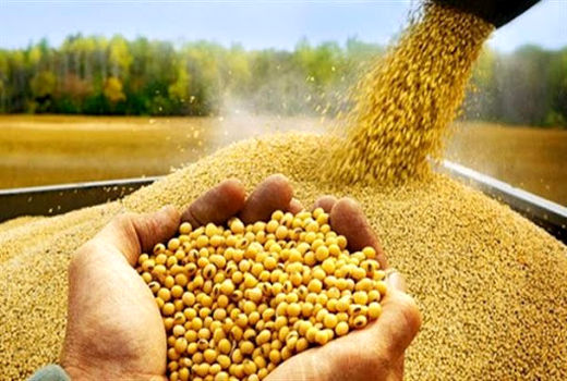 آغاز خرید تضمینی دانه‌ روغنی سویا از کشاورزان