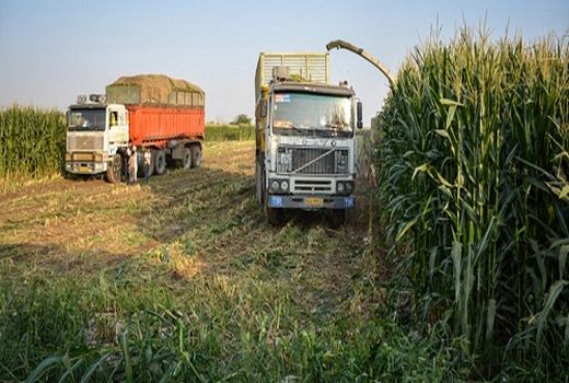 برداشت ذرت علوفه ای در مرودشت آغاز شد