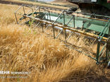 38 درصد برنامه کشت گندم محقق شد