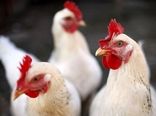 خرید بیش از ۷۰۰ تن مرغ مازاد از مرغداران استان گیلان
