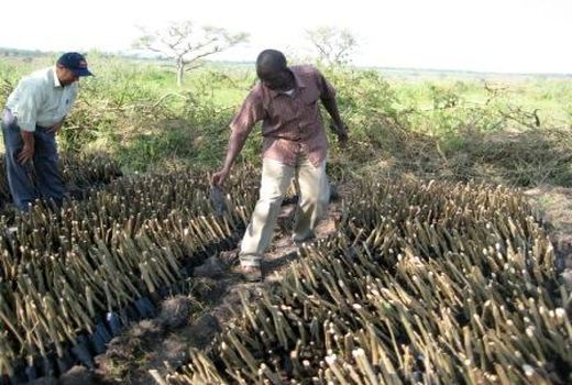 اعمال تعرفه بر محصولات کشت فراسرزمینی