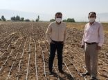 کشت برنج در فیروزآباد به روش خشکه کاری 