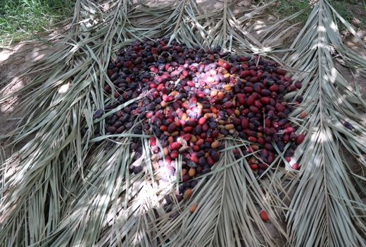 برداشت سالانه بیش از 150 هزار تن خرما از نخیلات استان کرمان 