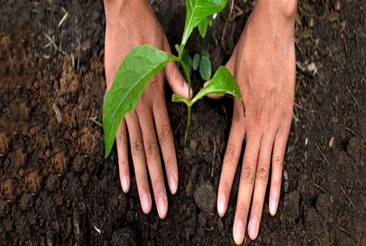 رونمایی از برنامه‌های نستله در راستای توسعه کشاورزی 