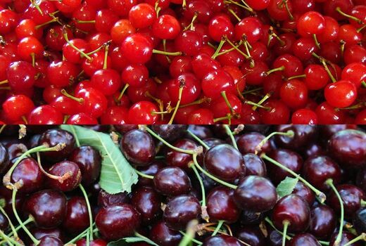آغاز برداشت آلبالو و گیلاس در خراسان جنوبی