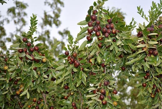 پیش‌بینی برداشت 6000 تن عناب در خراسان جنوبی