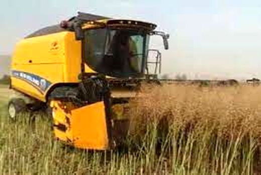  خریداری بالغ بر 76  هزار تن کلزا از کشاورزان  خوزستانی