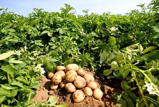 برداشت محصول سیب‌زمینی برای تازه‌خوری