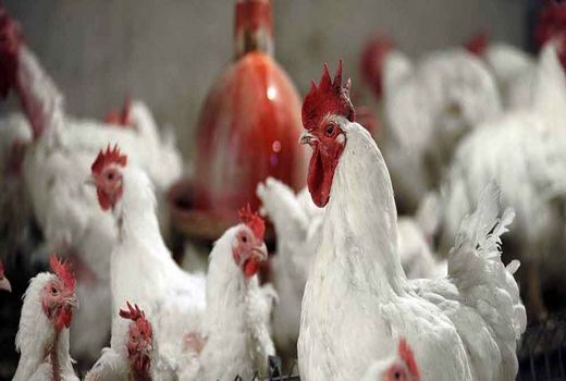 مرغداری‌های اصفهان بیشتر به کیفیت تولیدات توجه کنند