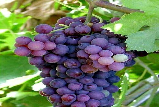 برداشت انگور-شهرستان نیریز