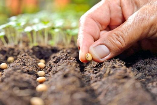 برنامه ضریب نفوذ ۴۵ درصد بذور گواهی‌شده در حال پیگیری