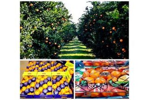 صادرات 3300 تن مرکبات از نکا به خارج کشور