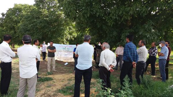 کارگاه آموزشی مدرسه در مزرعه در مزارع ذرت علوفه‌ای استان قزوین