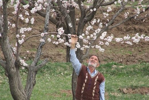 هشدار مقابله با سرمازدگی