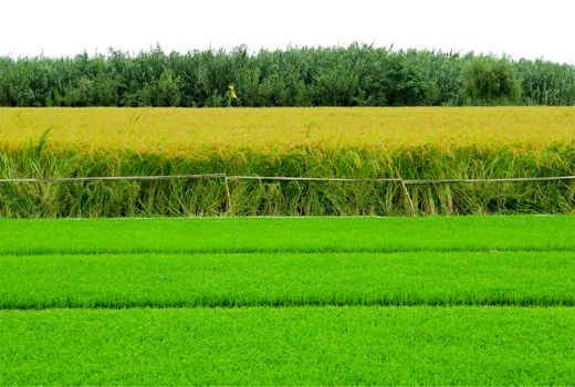 کشت مجدد و پرورش رتون در 20 هزارهکتار از اراضی شالیزاری