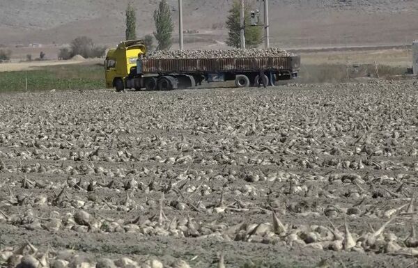 «فریدن» رکورددار تولید چغندرقند اصفهان با عیار بالا