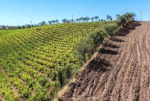 سه هزار هکتار از باغ‌های خراسان شمالی اصلاح و نوسازی شد