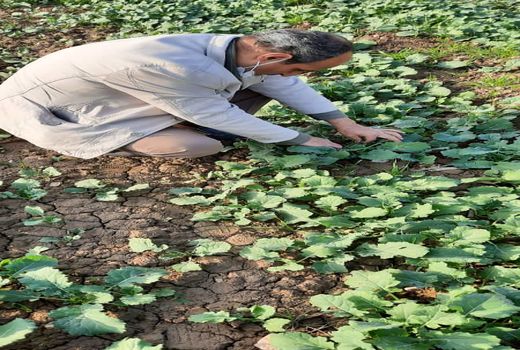 بازدید کارشناسان حفظ نباتات از مزارع کلزای ری 