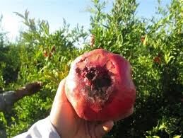 مانور سراسری جمع آوری میوه های آلوده به مگس میوه مدیترانه ای و کرم گلوگاه انار در شهرستان راور
