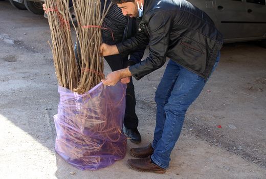 توزیع 1000 اصله نهال رایگان نهال توت در شهرستان فاروج