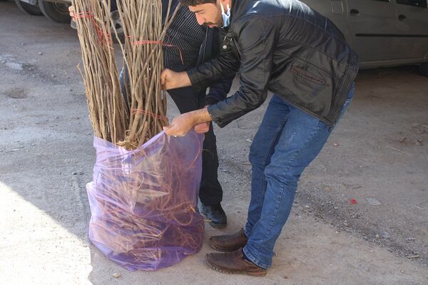 توزیع 1000 اصله نهال رایگان نهال توت در شهرستان فاروج