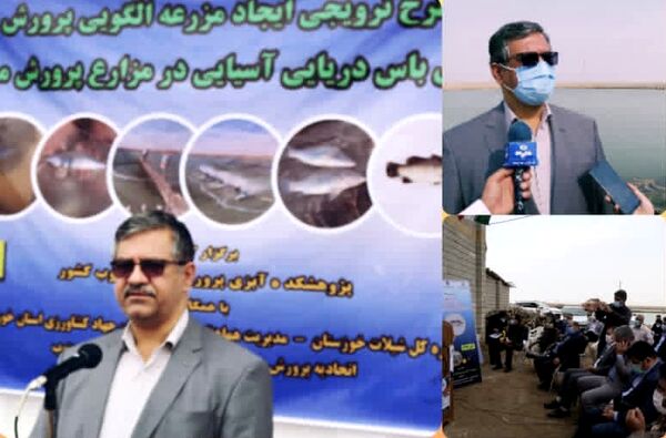 پرورش ماهی سی باس در پسابهای کشاورزی