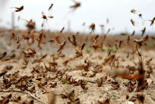 شادکامی ملخ‌‌ها از کم رنگ شدن حمایت کمیته بحران