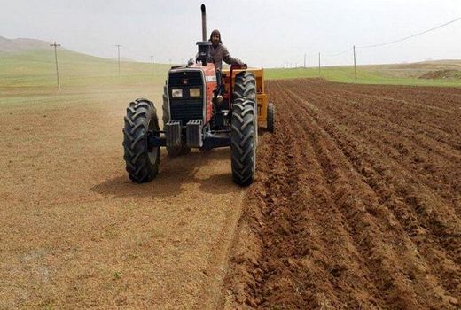 بیش از ۱۵ هزار هکتار کشت قراردادی گندم برای استان بوشهر تعیین شد