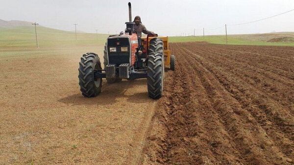 بیش از ۱۵ هزار هکتار کشت قراردادی گندم برای استان بوشهر تعیین شد