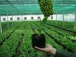 طرح یاوران تولید باهدف رونق بخش کشاورزی اجرا می‌شود