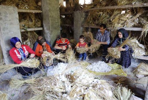 نوغانداران از تسهیلات کم‌بهره و تخم نوغان یارانه‌ای بهره‌مند می‌شوند