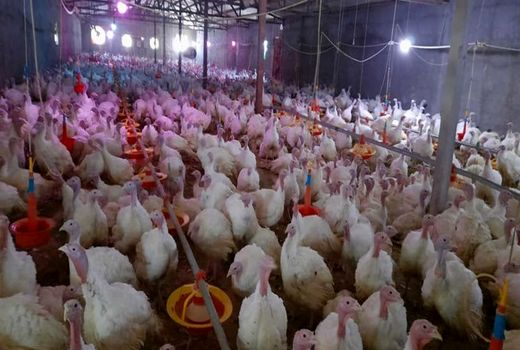 شهرستان جاجرم پیشتاز تولید گوشت بوقلمون در خراسان شمالی