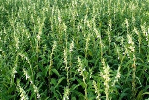 آغاز برداشت کنجد از مزارع کازرون