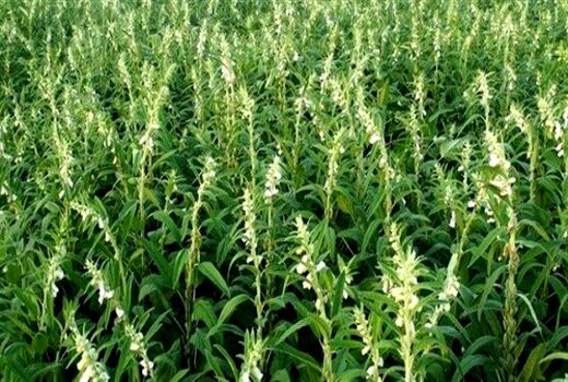 آغاز برداشت کنجد از مزارع کازرون
